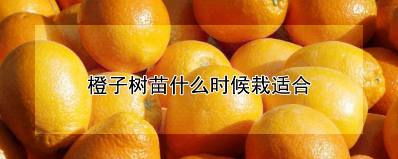 橙子树苗什么时候栽适合（橙子树适合什么时候移栽）