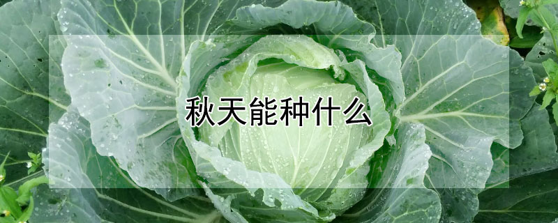 秋天能种什么 秋天能种什么花