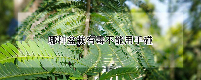 哪种盆栽有毒不能用手碰 哪种盆栽有毒不能用手碰土