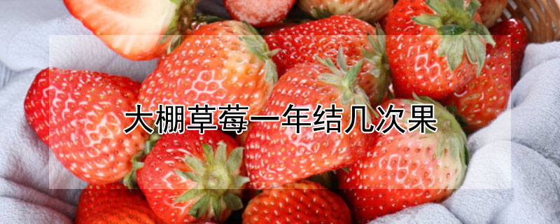 大棚草莓一年结几次果（大棚草莓一年结几次果子）