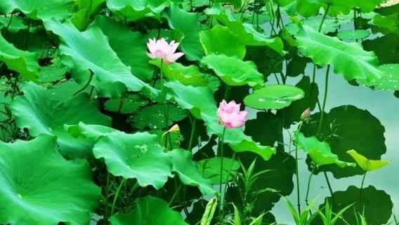 夏天开的花有哪些（夏天开的花有哪些怎么形容）