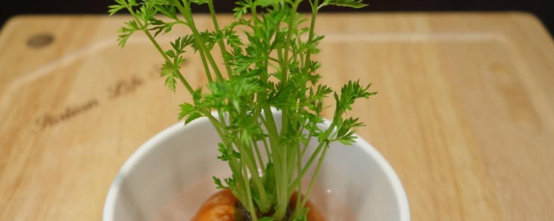 盆栽萝卜怎么种植 盆栽萝卜怎么种植方法