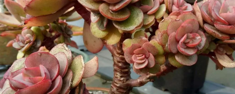 多肉秀妍怎么晒不红 秀妍多肉怕晒吗