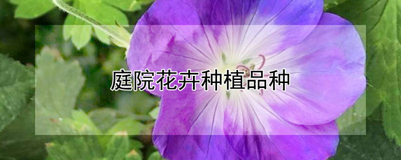 庭院花卉种植品种（庭院花卉种植品种爬藤）