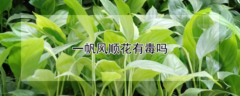 一帆风顺花有毒吗 一帆风顺花有毒吗在家养好吗