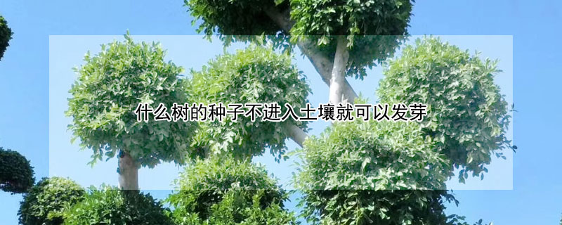 什么树的种子不进入土壤就可以发芽 什么树的种子不进入土壤就可以发芽生根榕杨柳