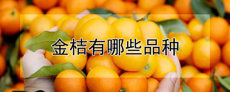 金桔有哪些品种 金桔有哪些品种图片