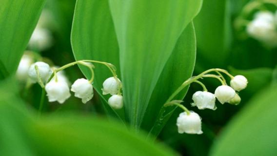 铃兰的种植方法和注意事项 铃兰的种植方法和注意事项视频