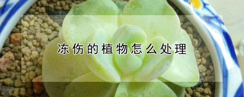 冻伤的植物怎么处理 盆栽植物冻伤怎么挽救