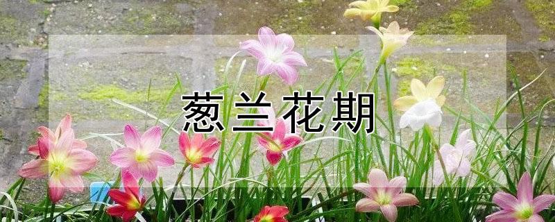 葱兰花期 葱兰花期多长