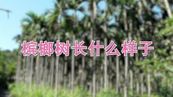 槟榔树长什么样子（槟榔树长什么样子图片）