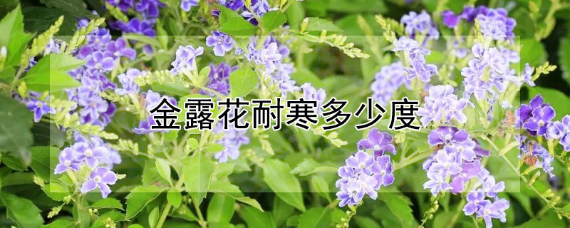 金露花耐寒多少度（金露花耐寒吗）