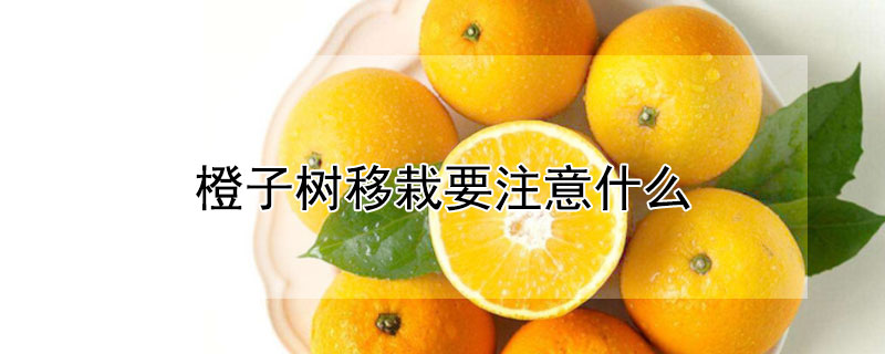 橙子树移栽要注意什么（橙子树苗怎么移栽）