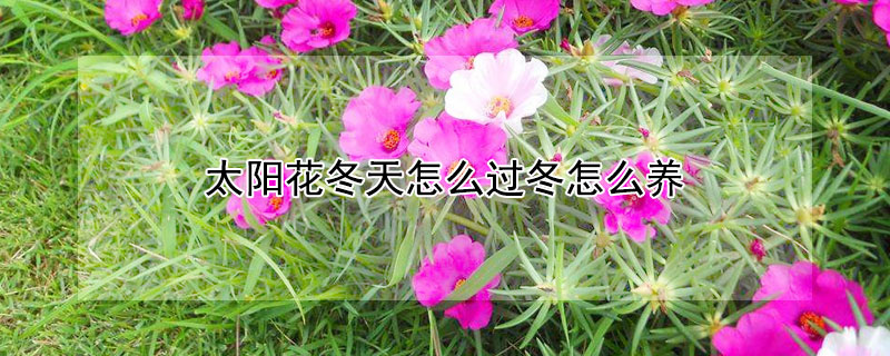 太阳花冬天怎么过冬怎么养（太阳花冬天怎么过冬怎么养太阳花几月繁殖）