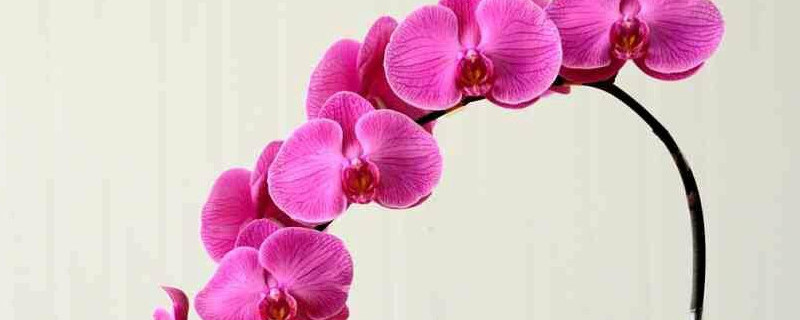 蝴蝶兰和君子兰的区别 蝴蝶兰和君子兰的区别图片