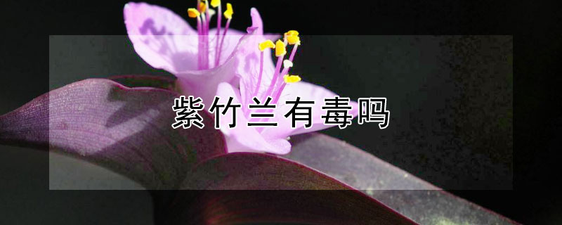 紫竹兰有毒吗（紫竹兰有毒吗能吃吗）