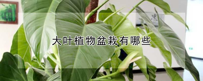 大叶植物盆栽有哪些（室内大叶植物盆栽有哪些）
