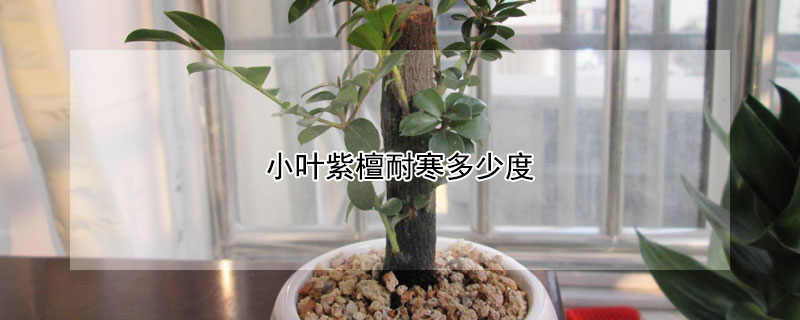 小叶紫檀耐寒多少度（小叶紫檀最低耐寒多少度）