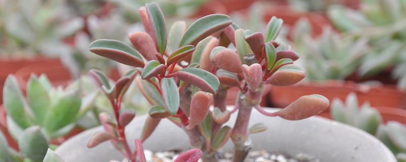 红背椒草为何叶片紧闭（红背椒草不发根）