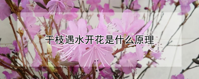 干枝遇水开花是什么原理（干枝遇水开花是什么原理造成的）