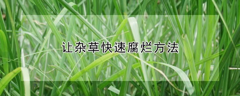 让杂草快速腐烂方法（让杂草快速腐烂方法 草种子）