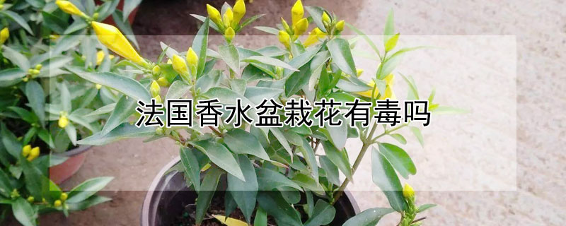 法国香水盆栽花有毒吗（花卉法国香水有毒吗）