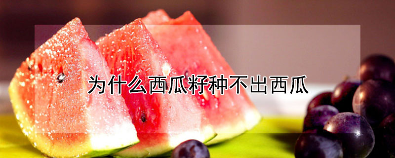 为什么西瓜籽种不出西瓜（为什么西瓜籽种不出西瓜呢）
