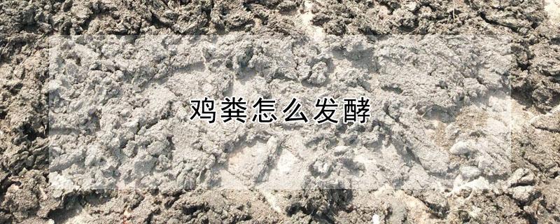 鸡粪怎么发酵（鸡粪怎么发酵成有机肥）