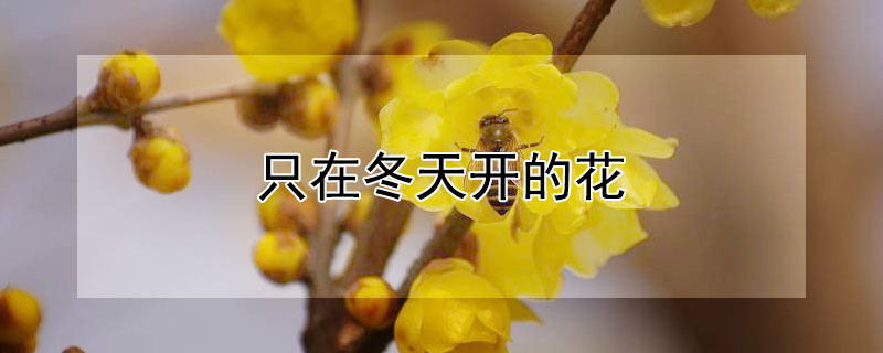 只在冬天开的花（只在冬天开的花是什么花）