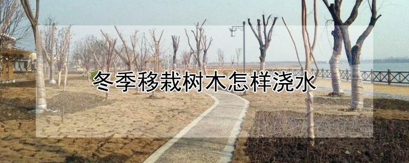 冬季移栽树木怎样浇水（冬季移栽树木怎样浇水最好）