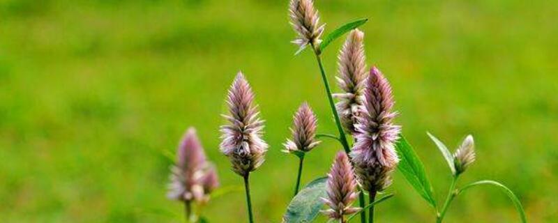 青葙做干花怎么处理 青葙花怎么弄成干花