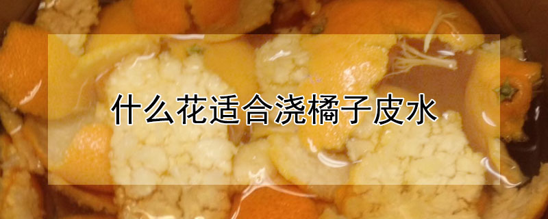什么花适合浇橘子皮水（什么花适合浇橘子皮水喝）