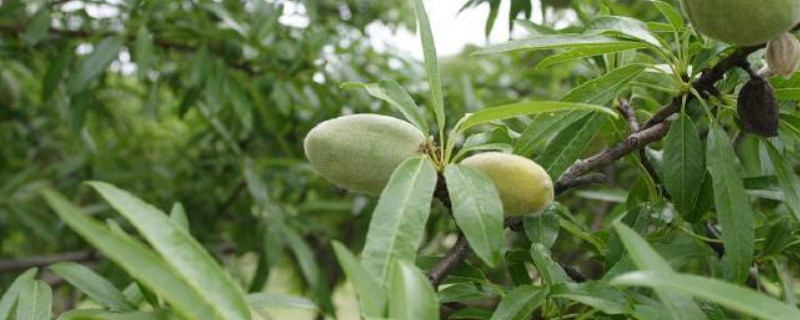 杏仁树和杏树的区别 杏仁树是什么样的