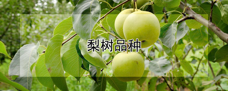 梨树品种 梨树品种哪个比较好