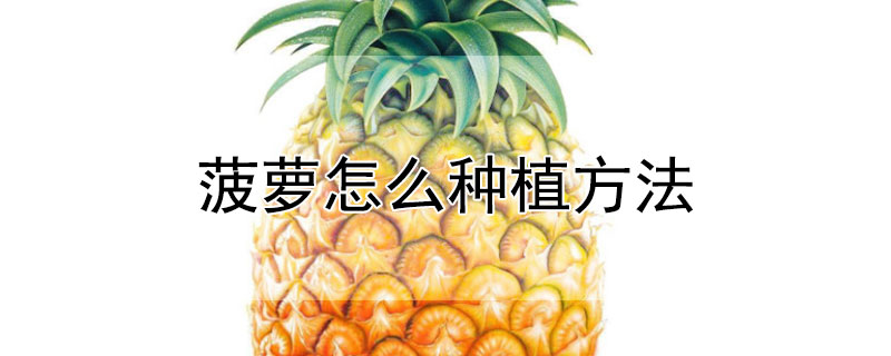 菠萝怎么种植方法（菠萝怎么养盆栽菠萝怎么种植方法）