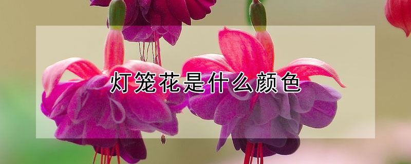 灯笼花是什么颜色 灯笼花是什么颜色的?