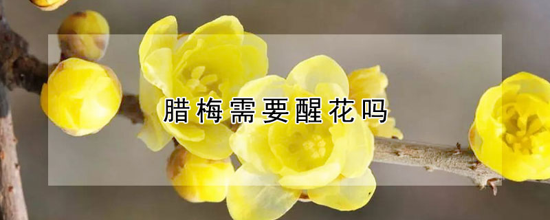 腊梅需要醒花吗（水培腊梅需要醒花吗）