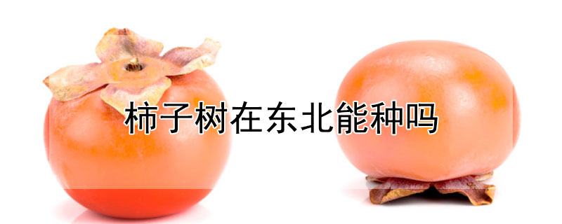 柿子树在东北能种吗 柿子树不能种哪里