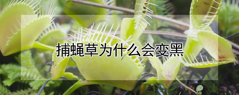 捕蝇草为什么会变黑（捕蝇草为什么会变黑的原因）