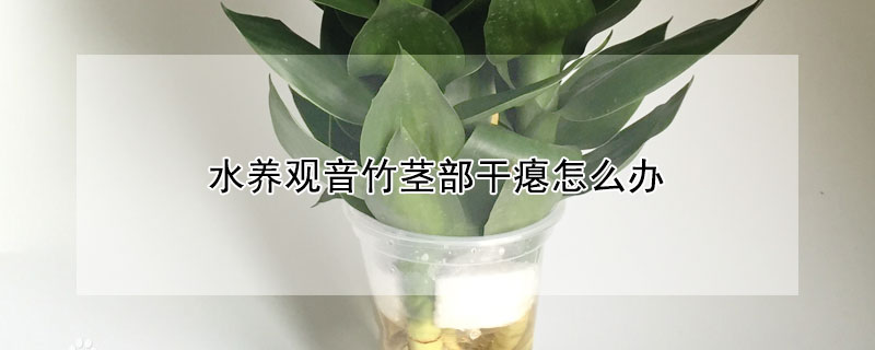 水养观音竹茎部干瘪怎么办 水养观音竹茎部干瘪怎么办视频