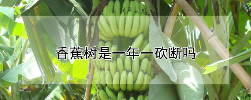 香蕉树是一年一砍断吗（香蕉树是每年结果就砍掉吗）