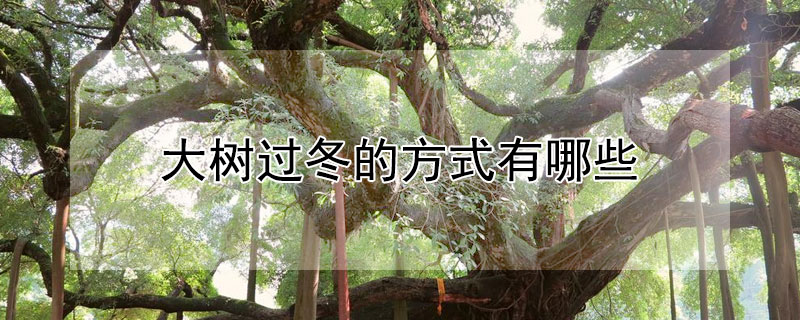 大树过冬的方式有哪些（大树过冬的方式有哪些呢）