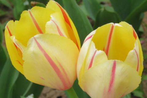 球茎植物有哪些