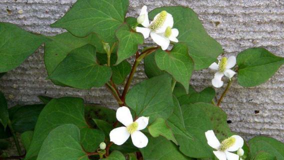 鱼腥草长什么样 鱼腥草图片