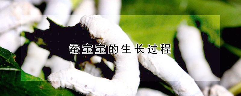 蚕宝宝的生长过程（蚕宝宝的生长过程图片 顺序）