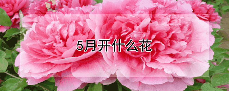 5月开什么花（4-5月开什么花）
