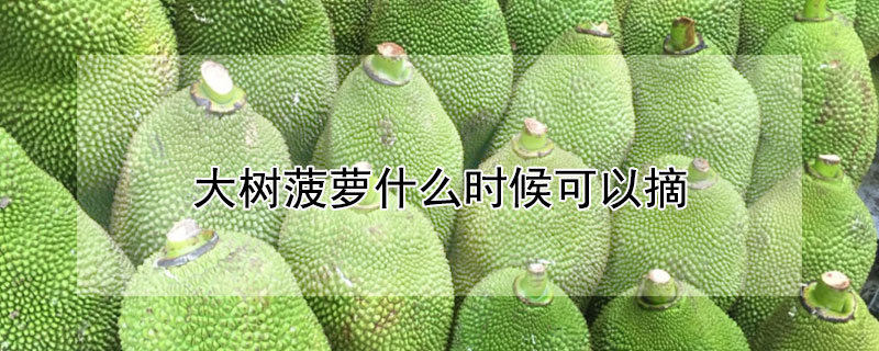 大树菠萝什么时候可以摘 大树菠萝怎样才能摘