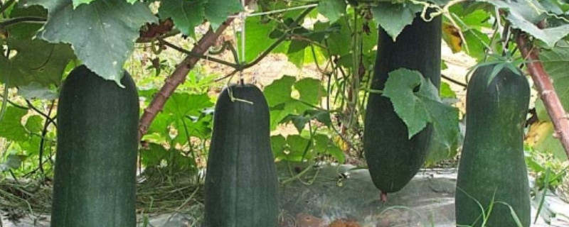 冬瓜如何剪枝（冬瓜如何剪枝视频）