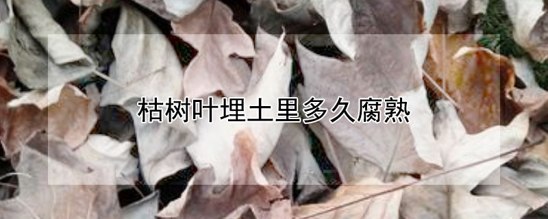 枯树叶埋土里多久腐熟（枯叶腐熟要多久）