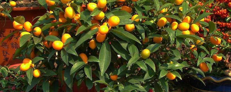 盆栽金桔秋天怎么养（盆栽金桔秋天怎么养护视频）